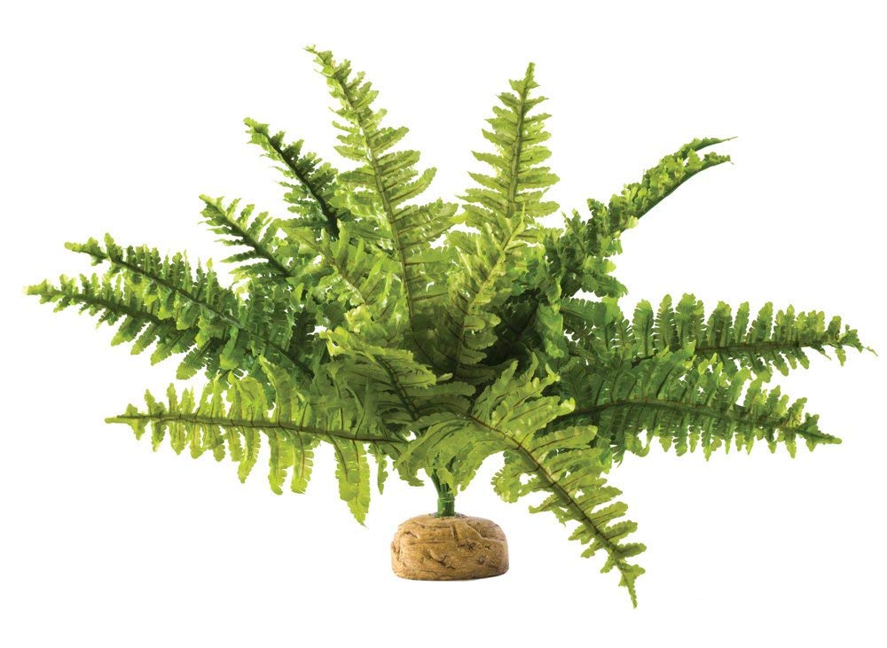 Exo Terra Boston Fern Terrarium Plant in medium size with lush fronds for natural hides.