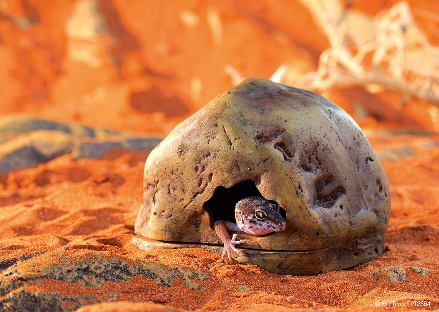 Exo Terra Gecko Cave moist-nesting setup integrated in terrarium for nesting and moisture.