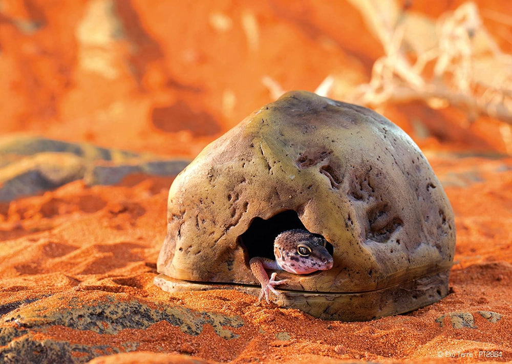 Exo Terra Gecko Cave moist-nesting setup integrated in terrarium for nesting and moisture.