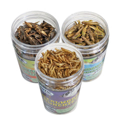 Exotic Nutrition Bug Blend jar offers variety and protein