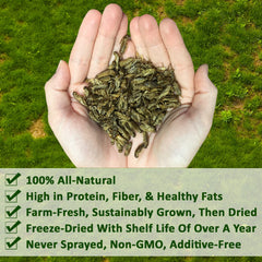 Exotic Nutrition crickets close-up highlighting premium quality and texture.
