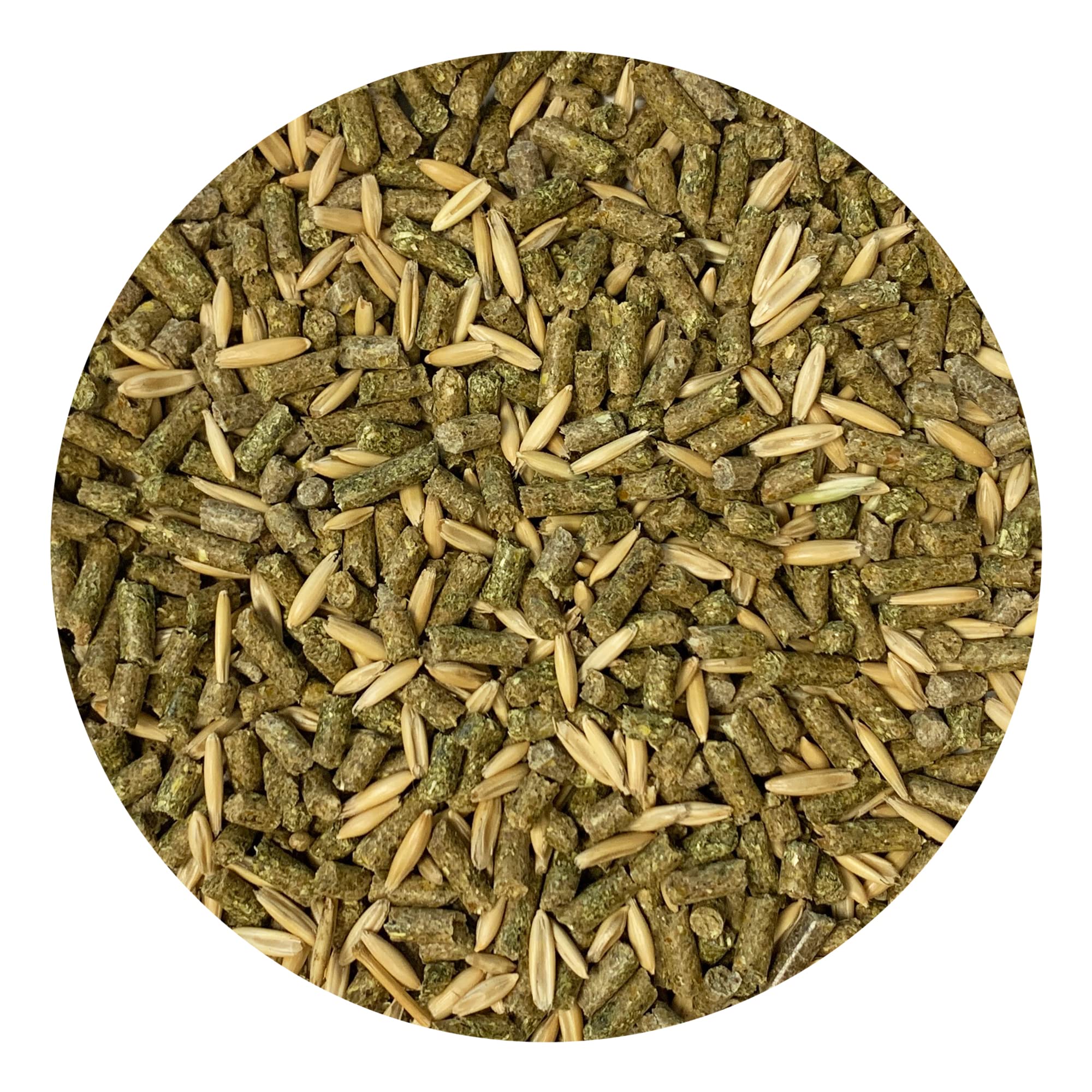 Exotic Nutrition Degu Diet dental chew action supports natural gnawing behavior.