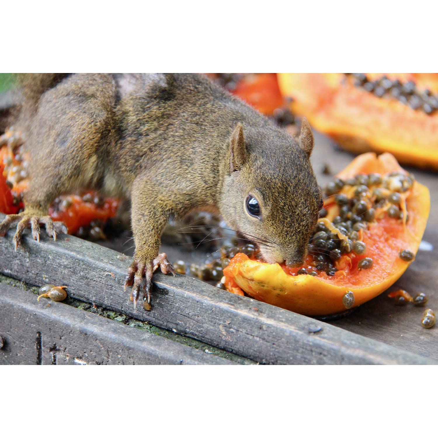 Exotic Nutrition Dental Health Papaya Treat provides jaw exercise during treats.