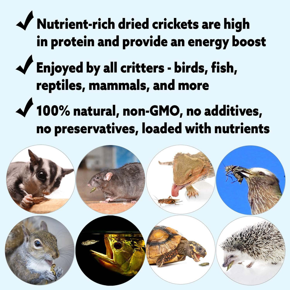 Exotic Nutrition Dried Crickets bag sealed, long shelf-life protein snack