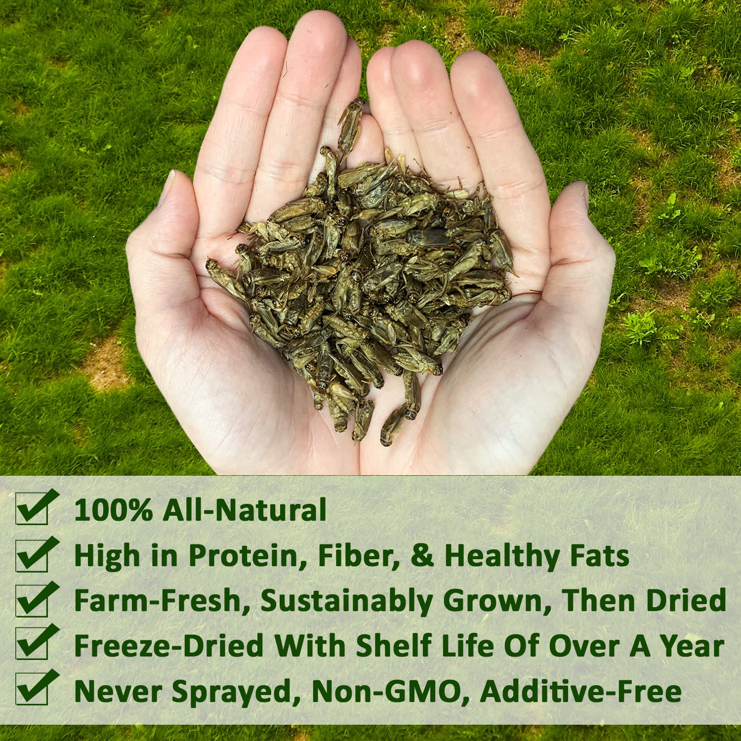 Exotic Nutrition Dried Crickets ingredients panel, no additives
