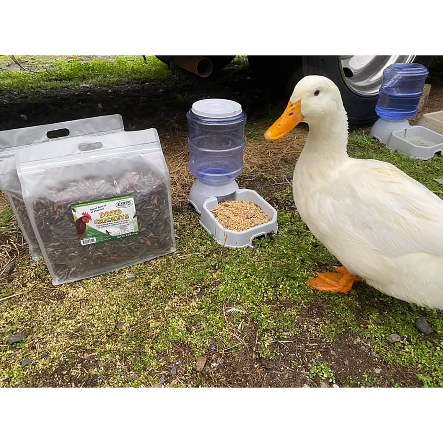 Exotic Nutrition Dried Crickets use as chicken or bird treats