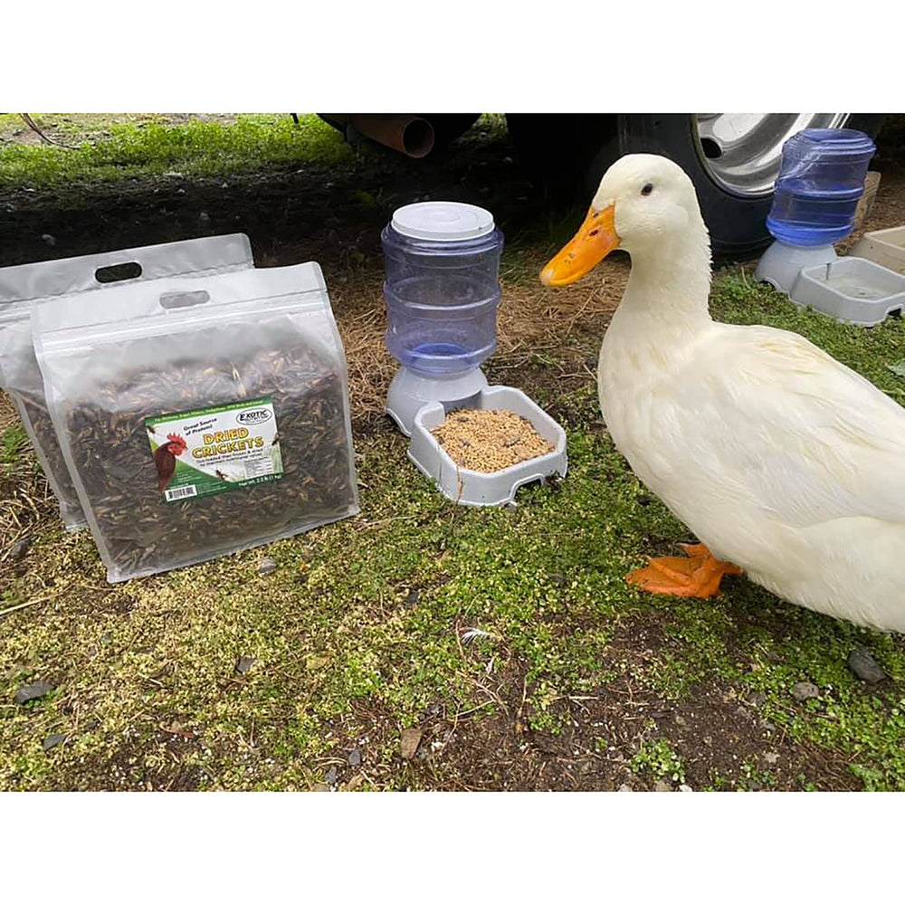 Exotic Nutrition Dried Crickets use as chicken or bird treats
