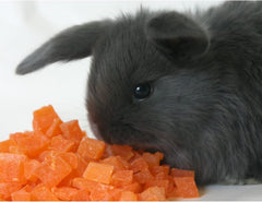 Exotic Nutrition Dried Papaya Dice shown as a long-lasting, mess-free snack.