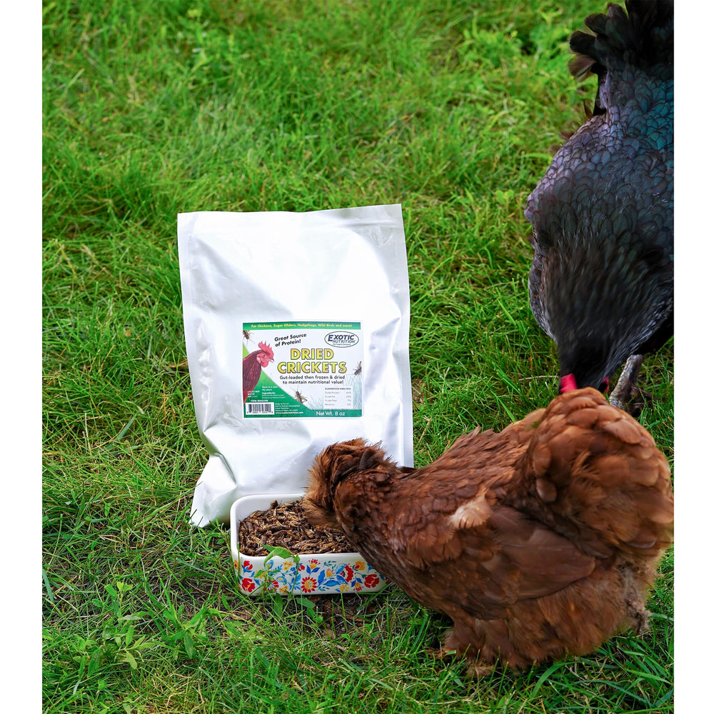 Exotic Nutrition farm-raised crickets with no preservatives.
