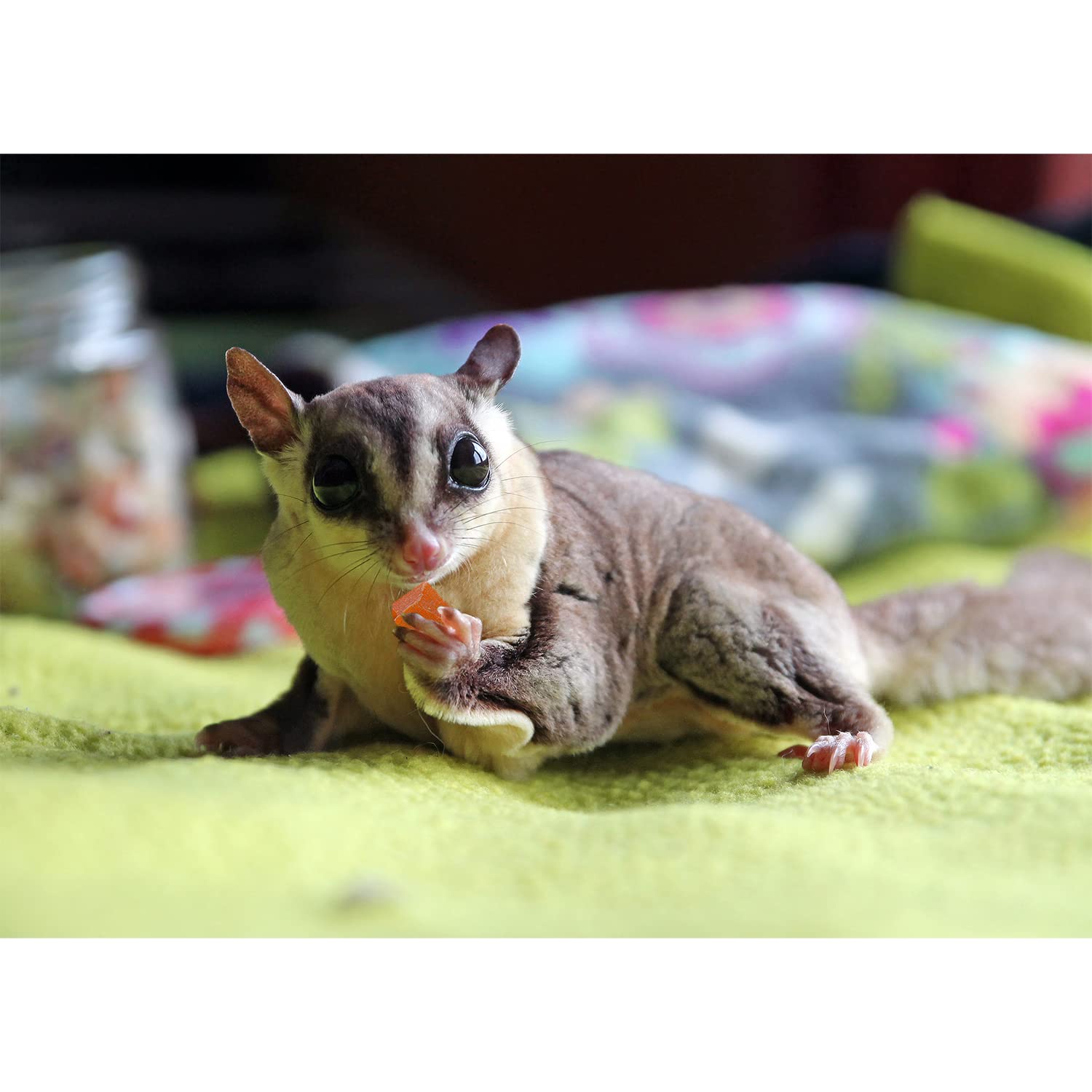 Exotic Nutrition Fruit & Nut Mix provides bonding opportunities during training sessions.