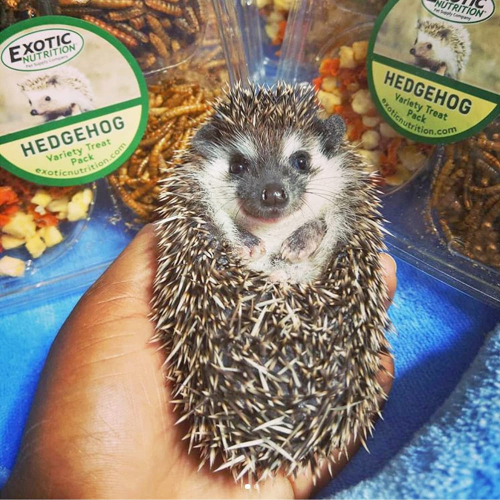 Exotic Nutrition Hedgehog Treat BSF larvae presentation, nutrient-dense snack