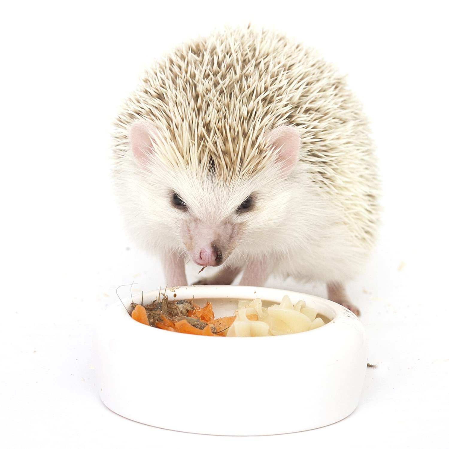 Exotic Nutrition Hedgehog Treat Variety Pack ingredients close-up highlighting protein-rich insects