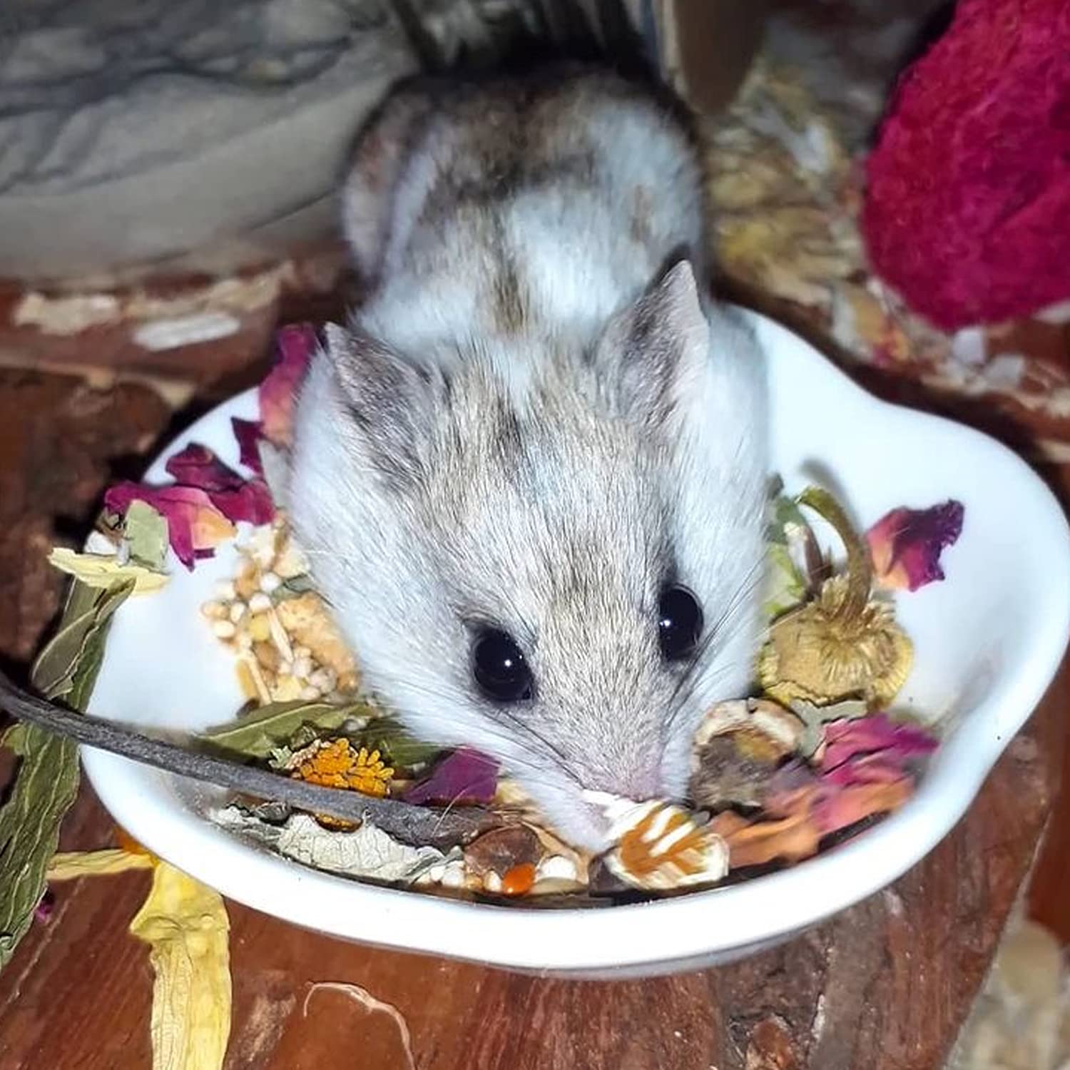 Exotic Nutrition herbivore treats promote dental exercise and jaw movement for small pets.