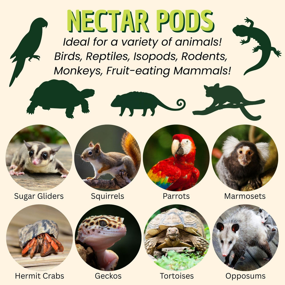 Exotic Nutrition Nectar Pods jar with treat for quick rewards.