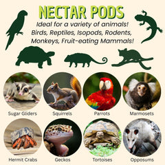 Exotic Nutrition Nectar Pods jar with treat for quick rewards.