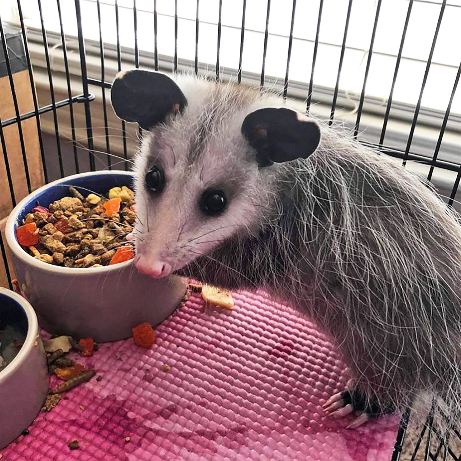 Exotic Nutrition Opossum Complete guaranteed nutrient mix with minerals.