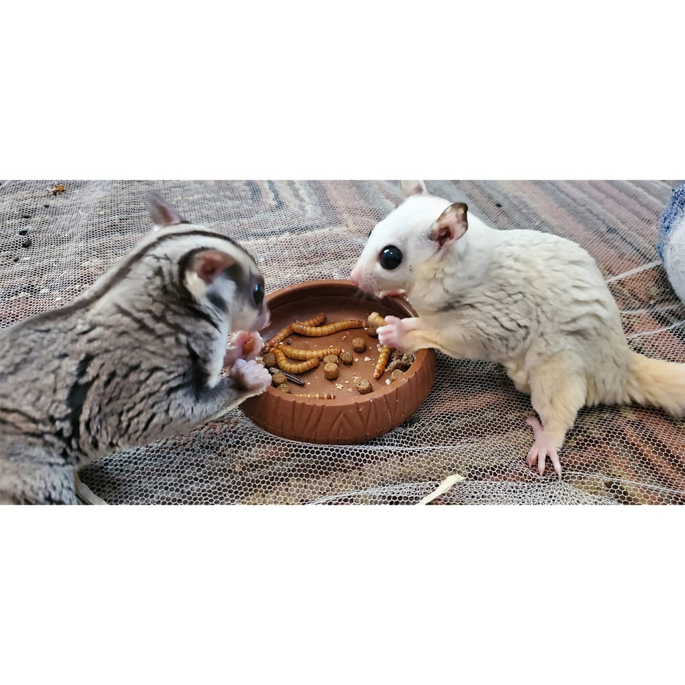 Exotic Nutrition foraging enrichment ideas to engage pets