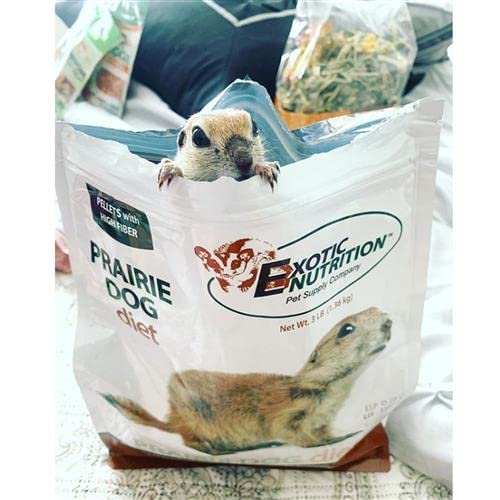 Exotic Nutrition Prairie Dog Diet open bag showing ready-to-use high-fiber pellets.
