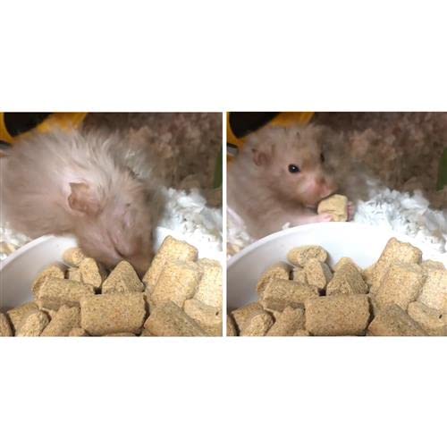 Exotic Nutrition Rodent Blocks offer variety to keep meals interesting.