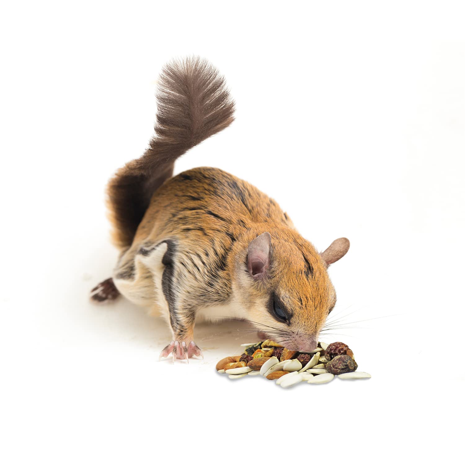 Exotic Nutrition Squirrel Complete chipmunks bowl ready for daily meals.