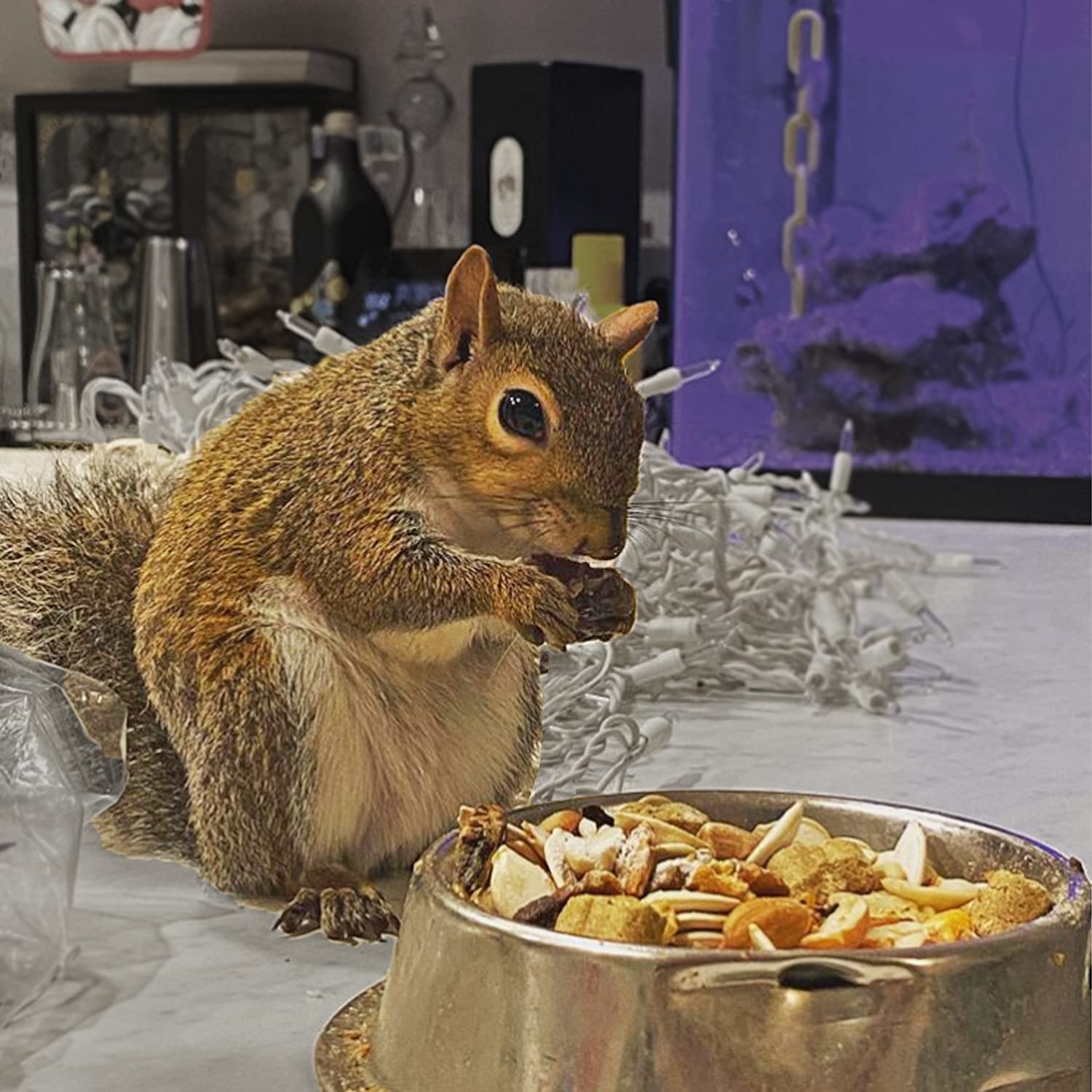 Exotic Nutrition Squirrel Complete flying squirrel diet in a dish for consumption.