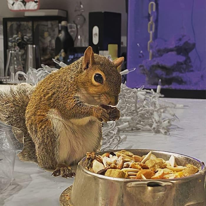 Exotic Nutrition Squirrel Complete serving size guidance for feeding your pet squirrel