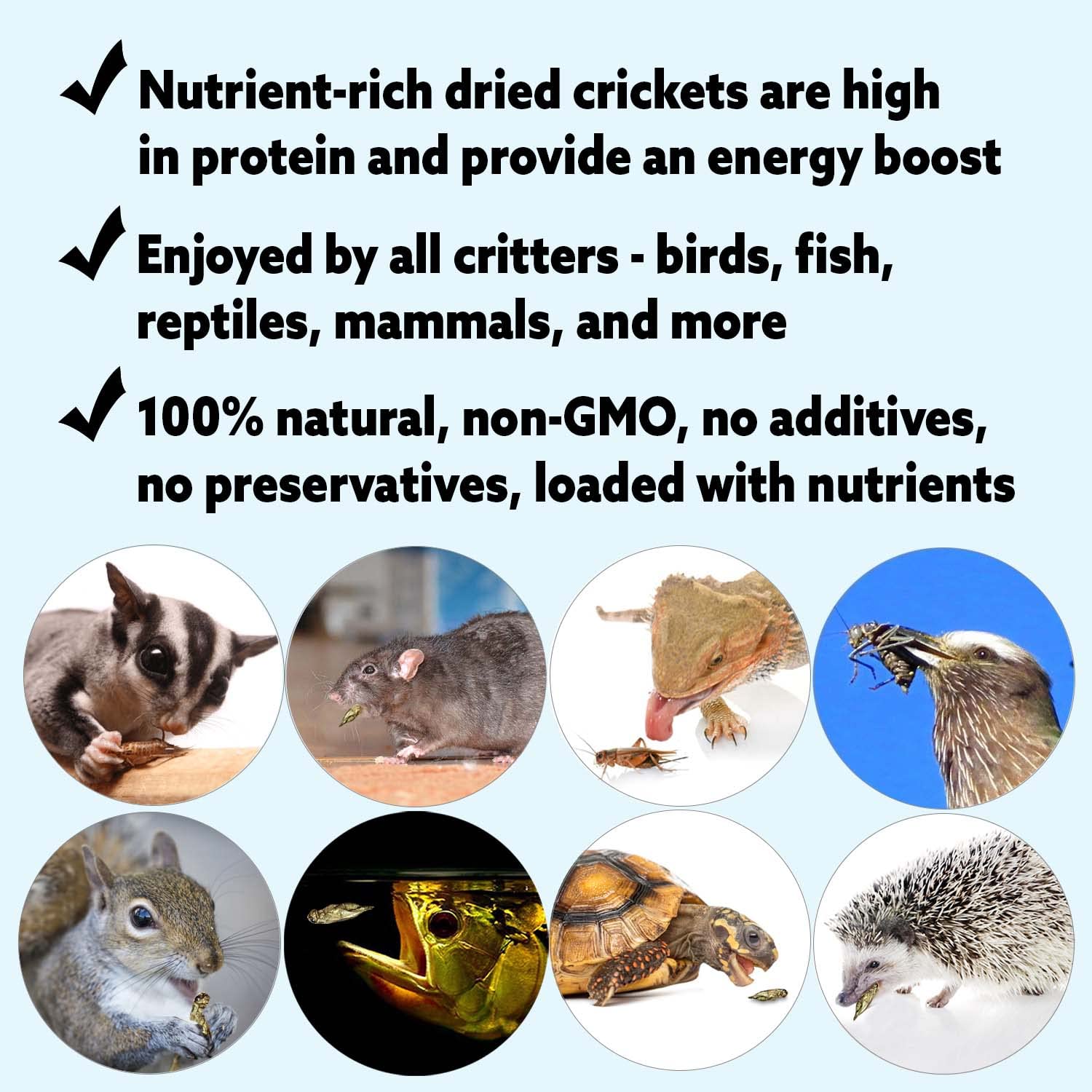 Exotic Nutrition sun-dried crickets preserving nutrients for long shelf life.