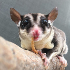 Exotic Nutrition Veggie Blend provides veggie variety for nibbling.