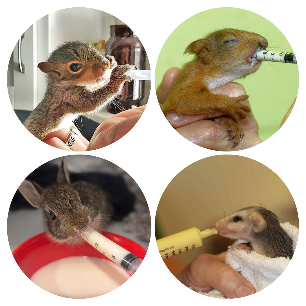 Squirrel being fed ZooPro milk replacer during feeding time