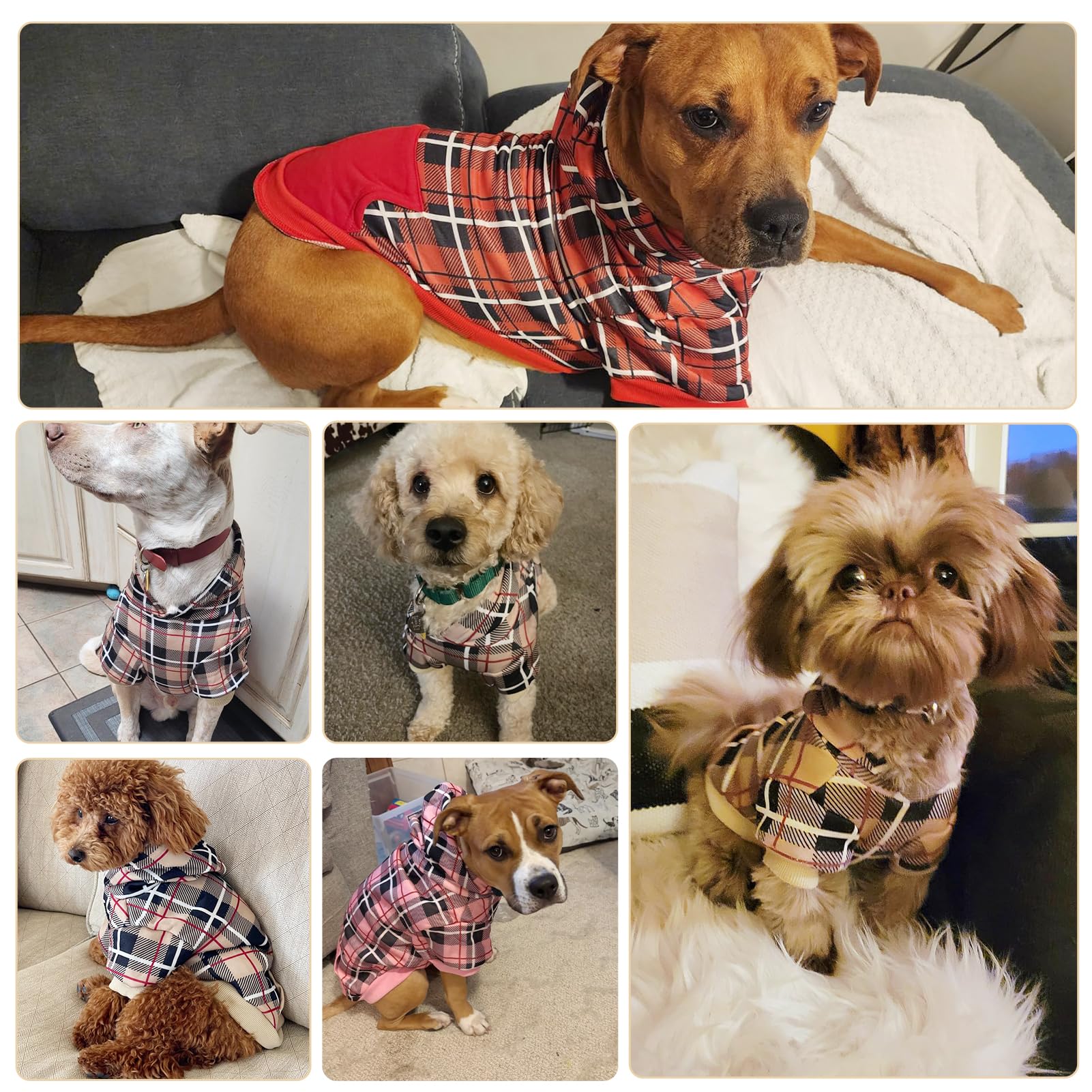 EXPAWLORER classic British style for formal or casual dog wear