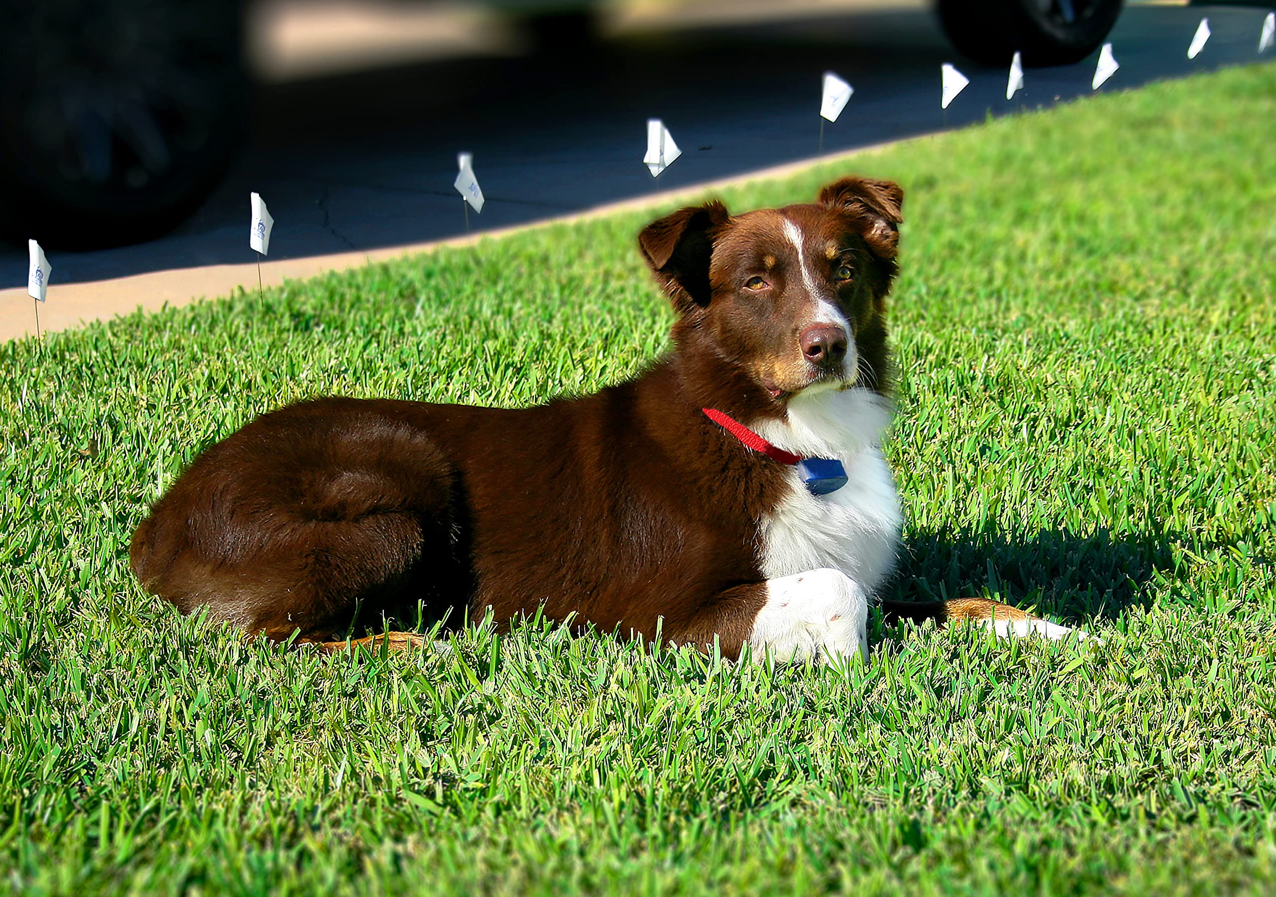 Extreme Dog Fence Active Collar is waterproof and submersible up to 10 ft.