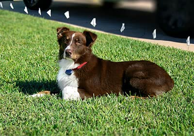 Extreme Dog Fence 45mil jacket adds rugged durability for outdoor use.