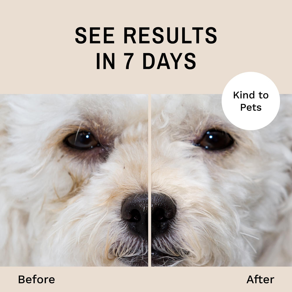 Dog tear stains before and after Eye Envy treatment