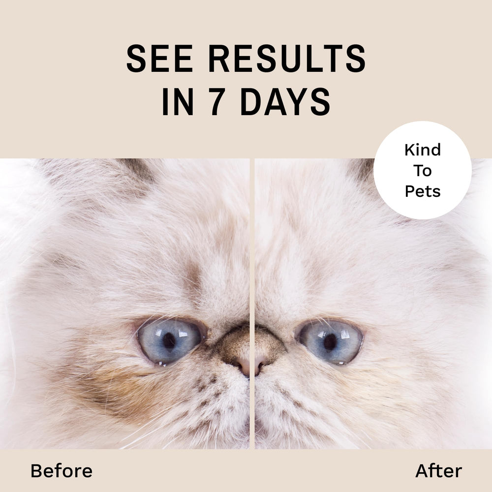 Eye Envy Persian tear stain removal for cleaner eye lines.