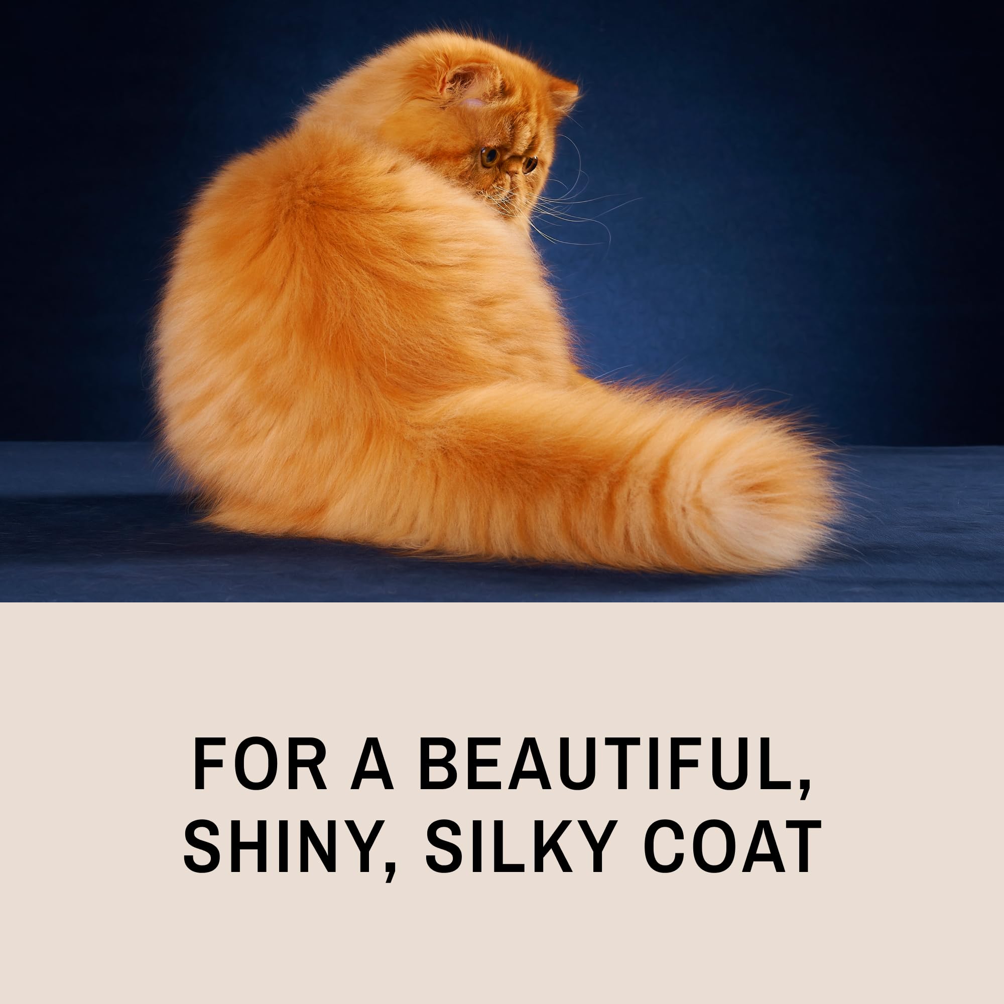 Eye Envy ProGlide long-haired cat grooming close-up
