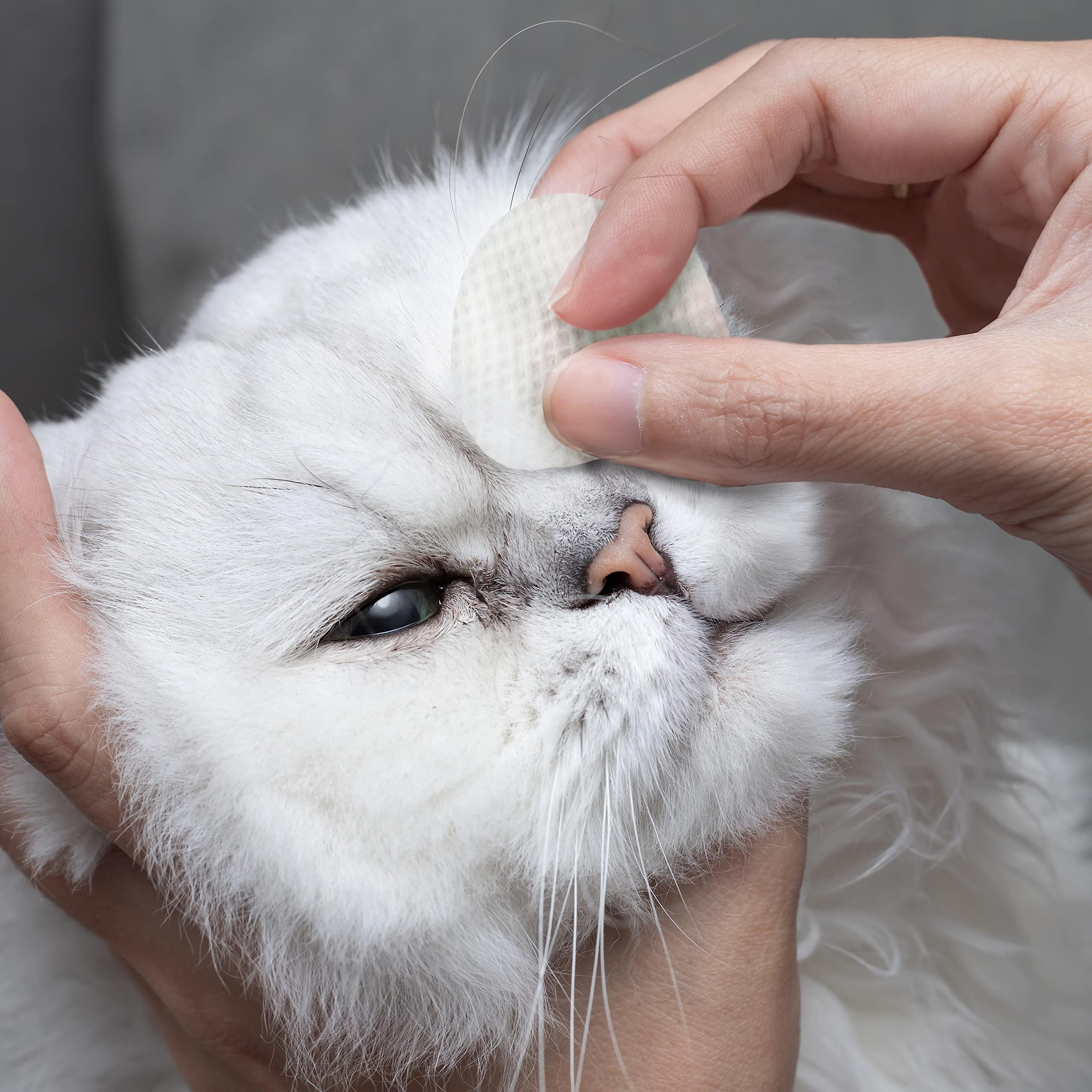 Eye Envy Tear Stain Wipes trusted by breeders and groomers