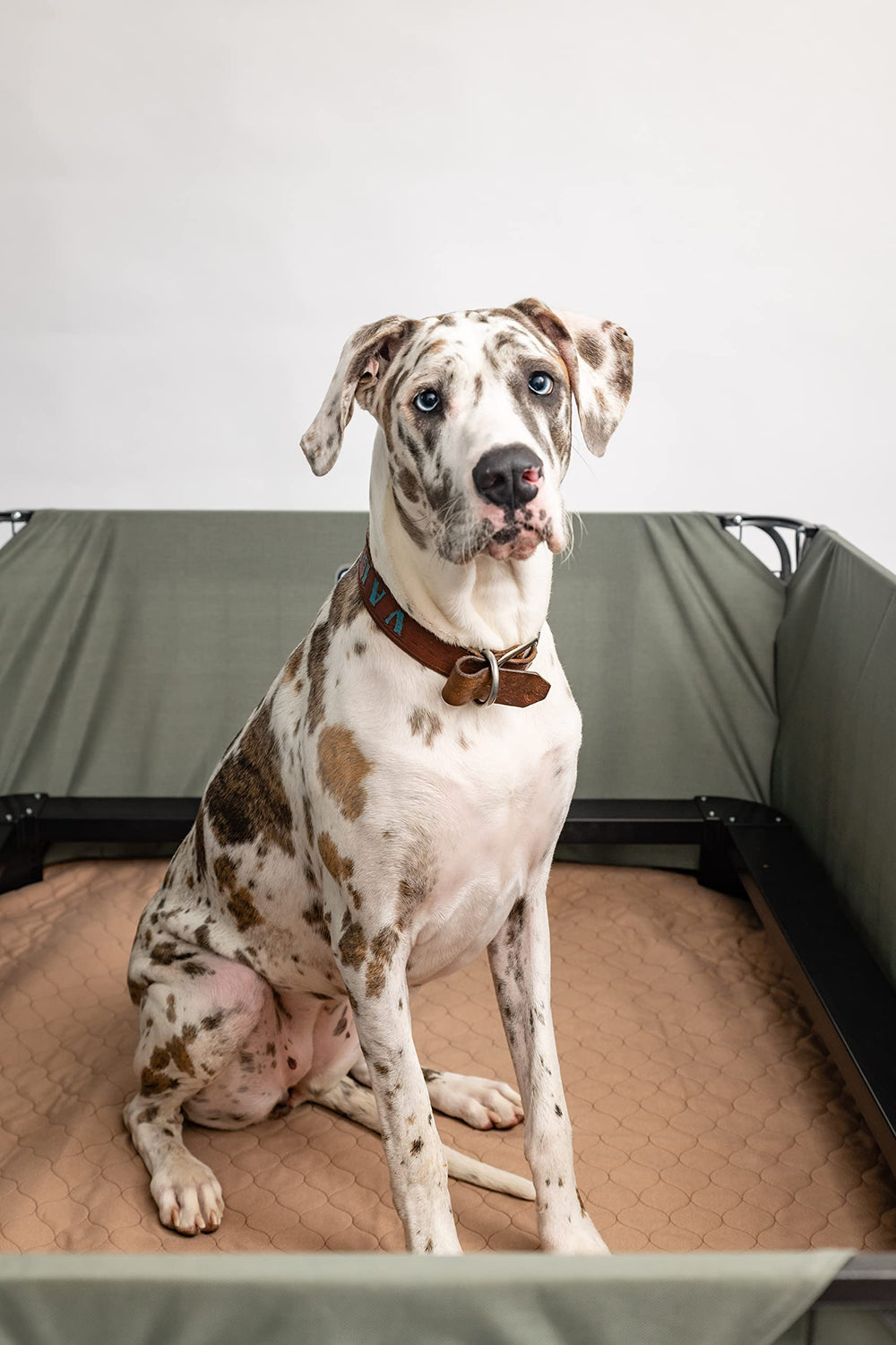 EZwhelp versatile pad suited for dogs, cats, and small mammals.