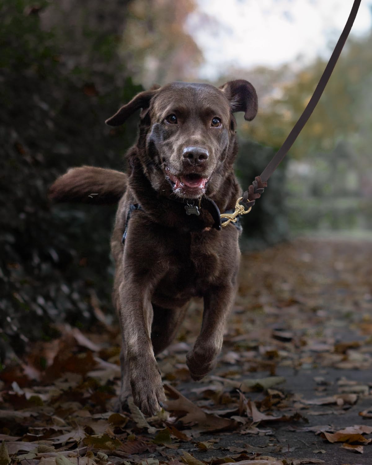 Fairwin training leash with collar setup shows practical pairing for dogs