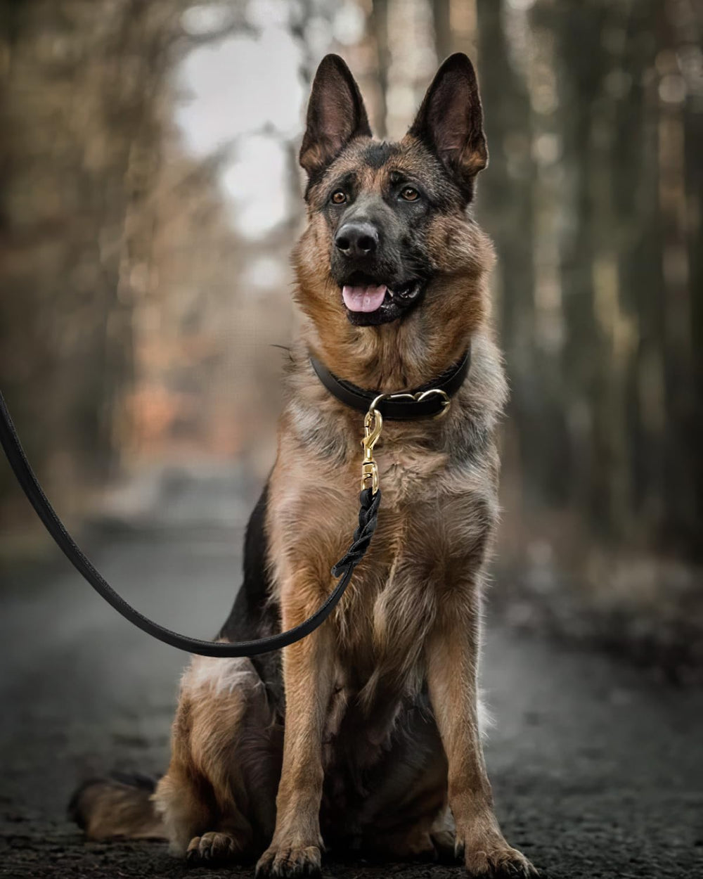 FAIRWIN Dog walking scene showing durable leash in action