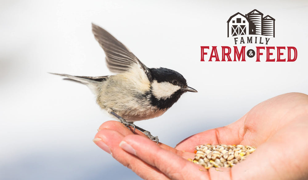 FAMILY FARM AND FEED backyard songbirds feeding on white millet seed