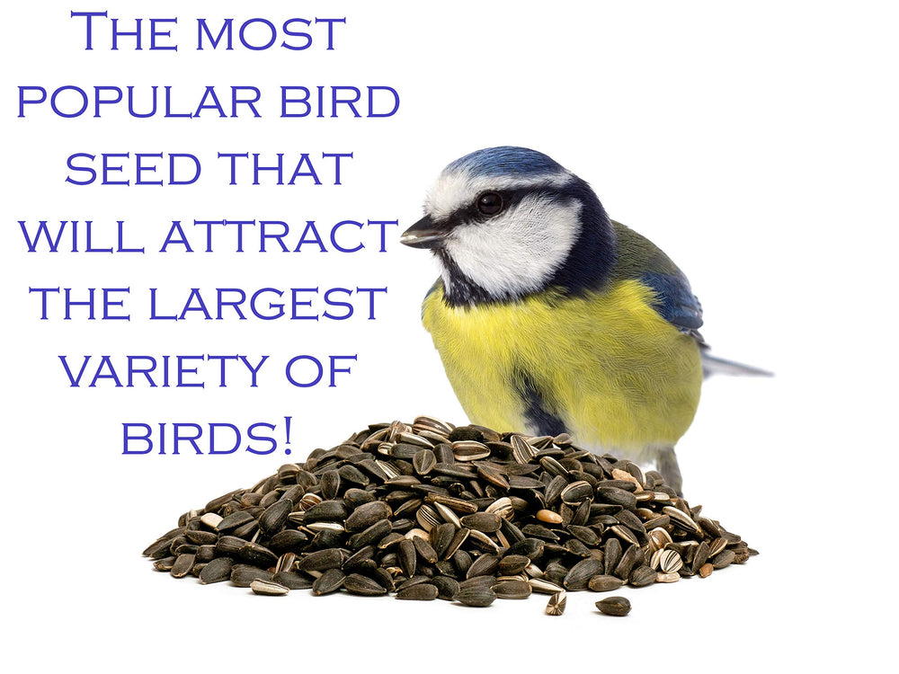 FAMILY FARM AND FEED black oil sunflower seeds close-up emphasizing energy-rich nutrition