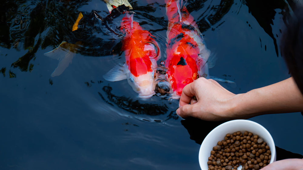Family Farm and Feed floating fish food shown in water for surface feeding.