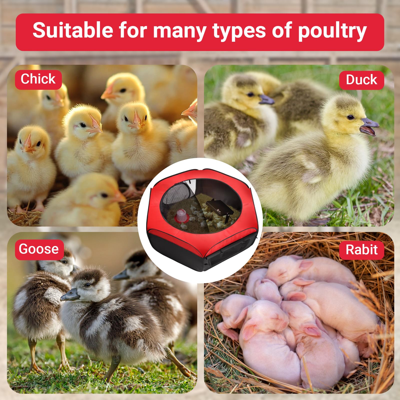 FAMIROSA brooder heating plate provides steady warmth for chicks.