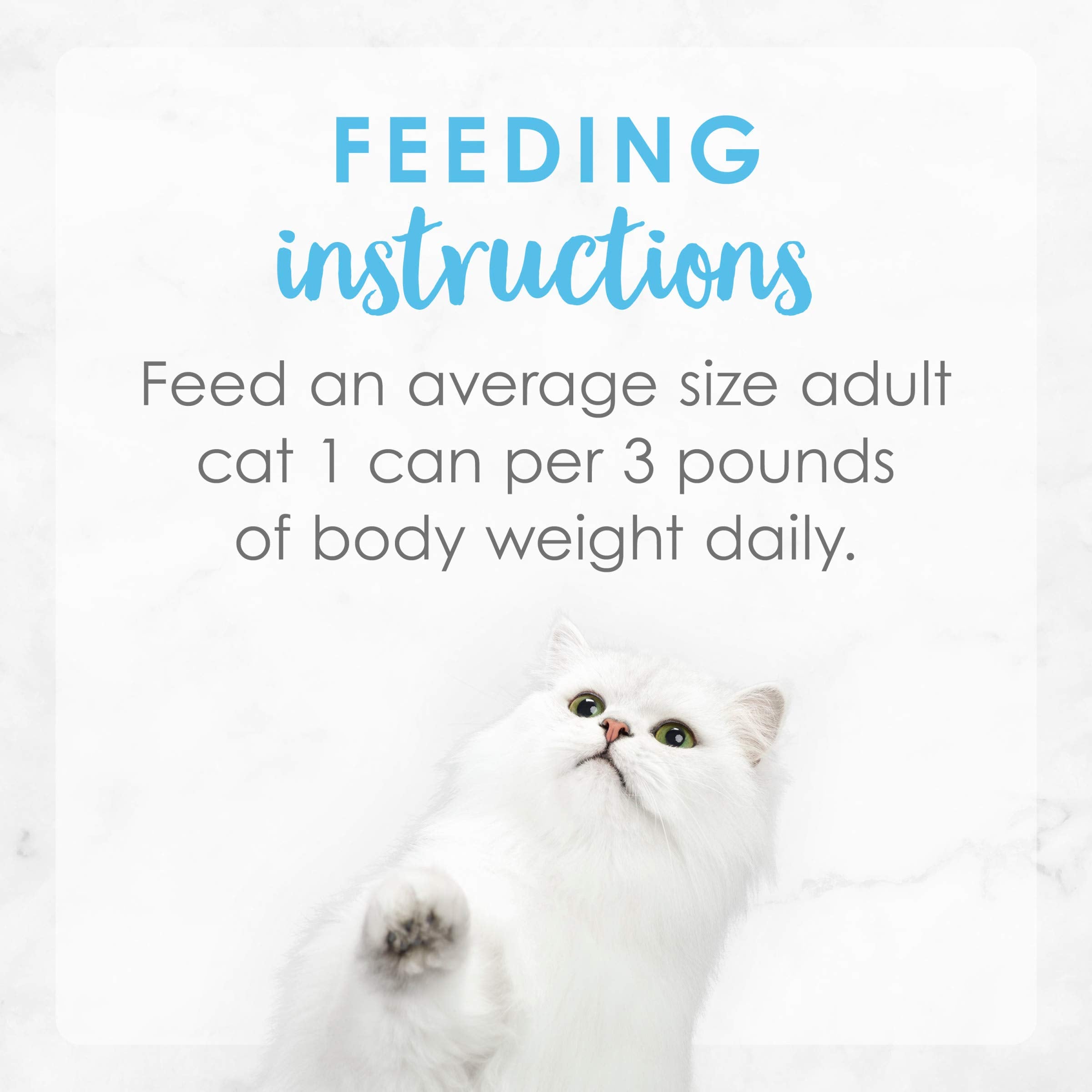 Cat enjoys Fancy Feast serving bowl at morning routine.