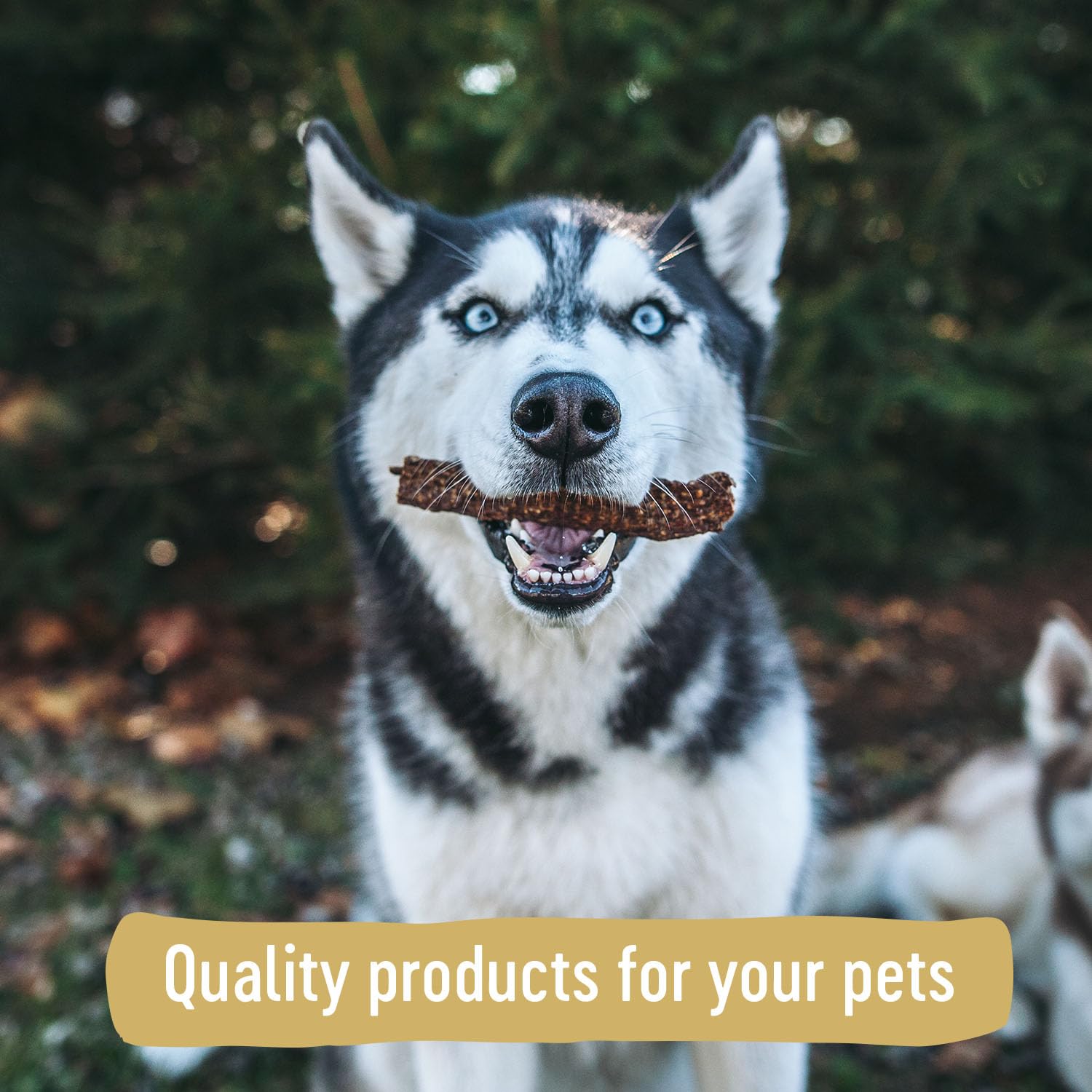 Farm Hounds Duck Gizzards jerky shown as training treat