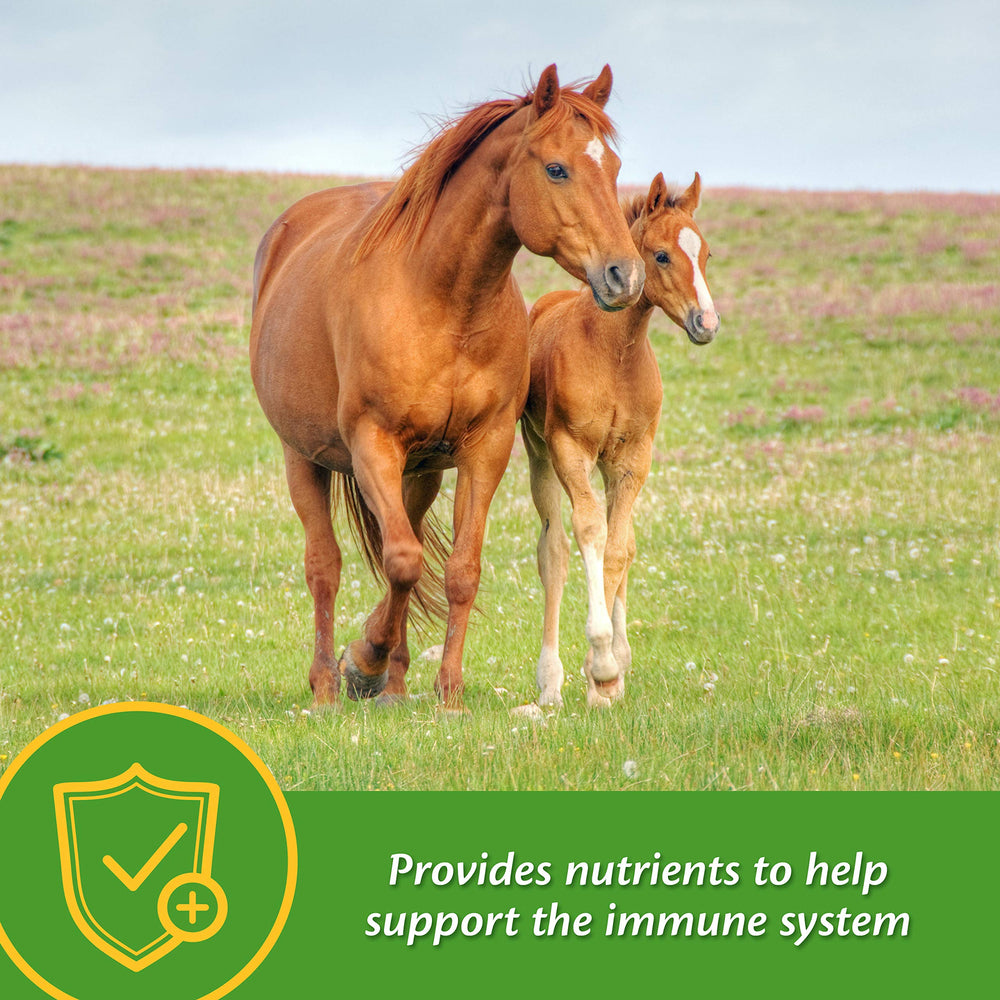 Farnam Grow Colt provides immune-support nutrients for foal development