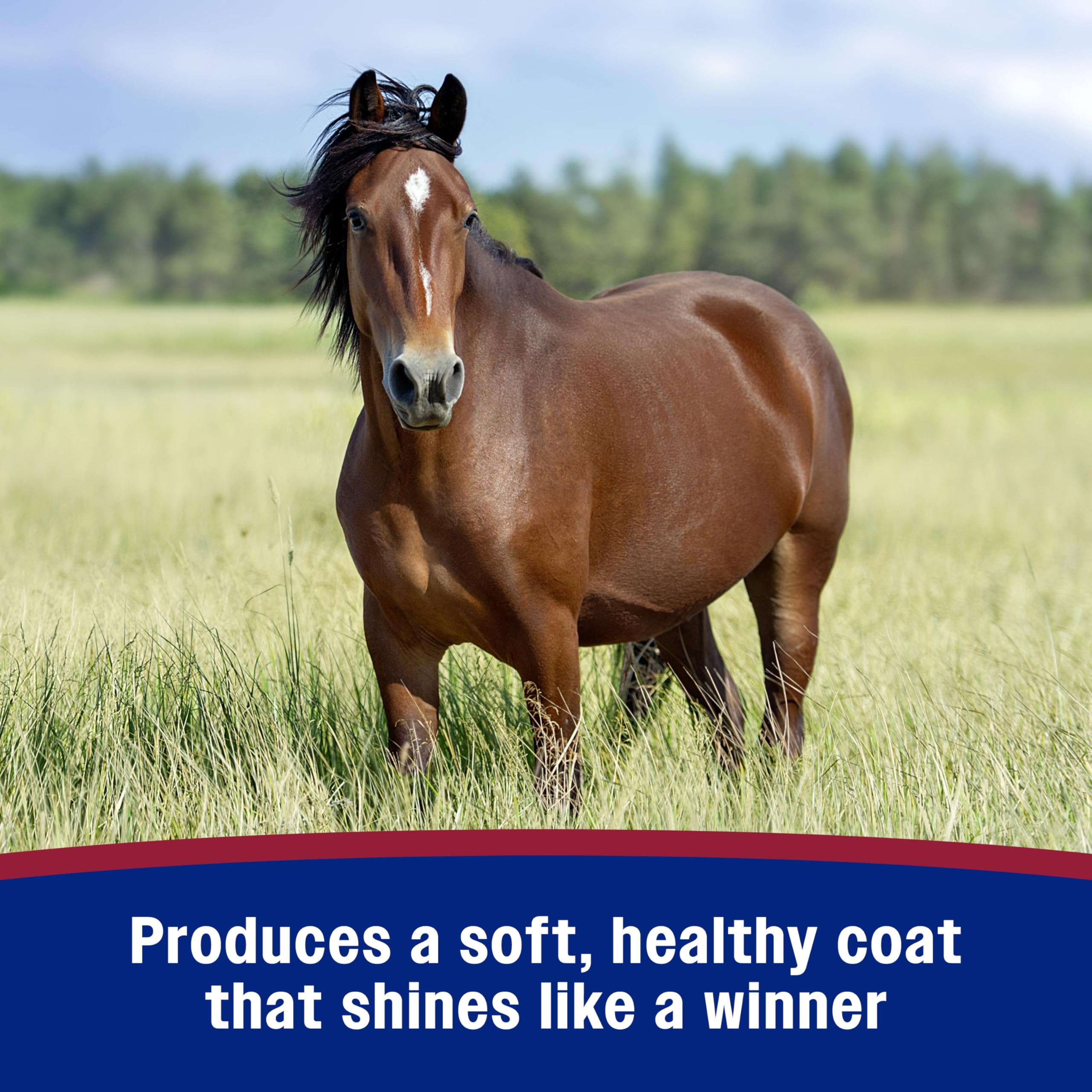 Farnam Laser Sheen mane detangling improves manageability during grooming.