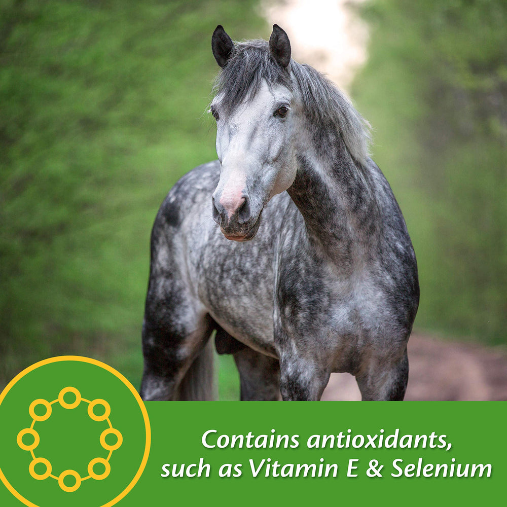 Horse being fed Vita Plus pellets during training for balanced nutrition.