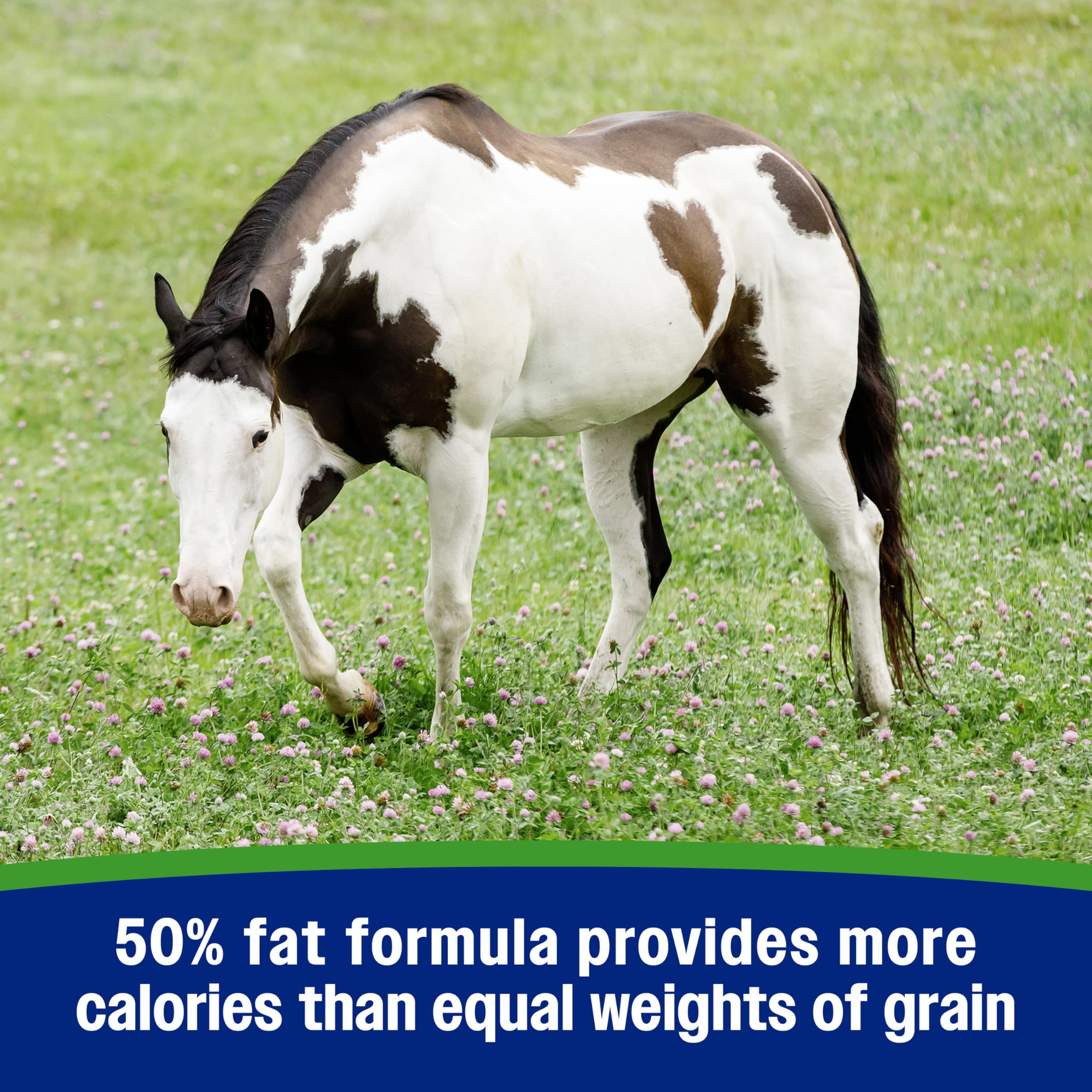 Horse with Farnam Weight Builder for a glossy coat