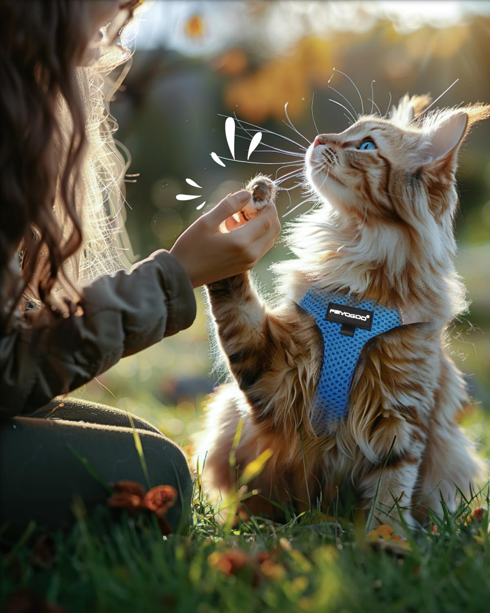 FAYOGOO 5ft leash paired with harness enables controlled exploration.